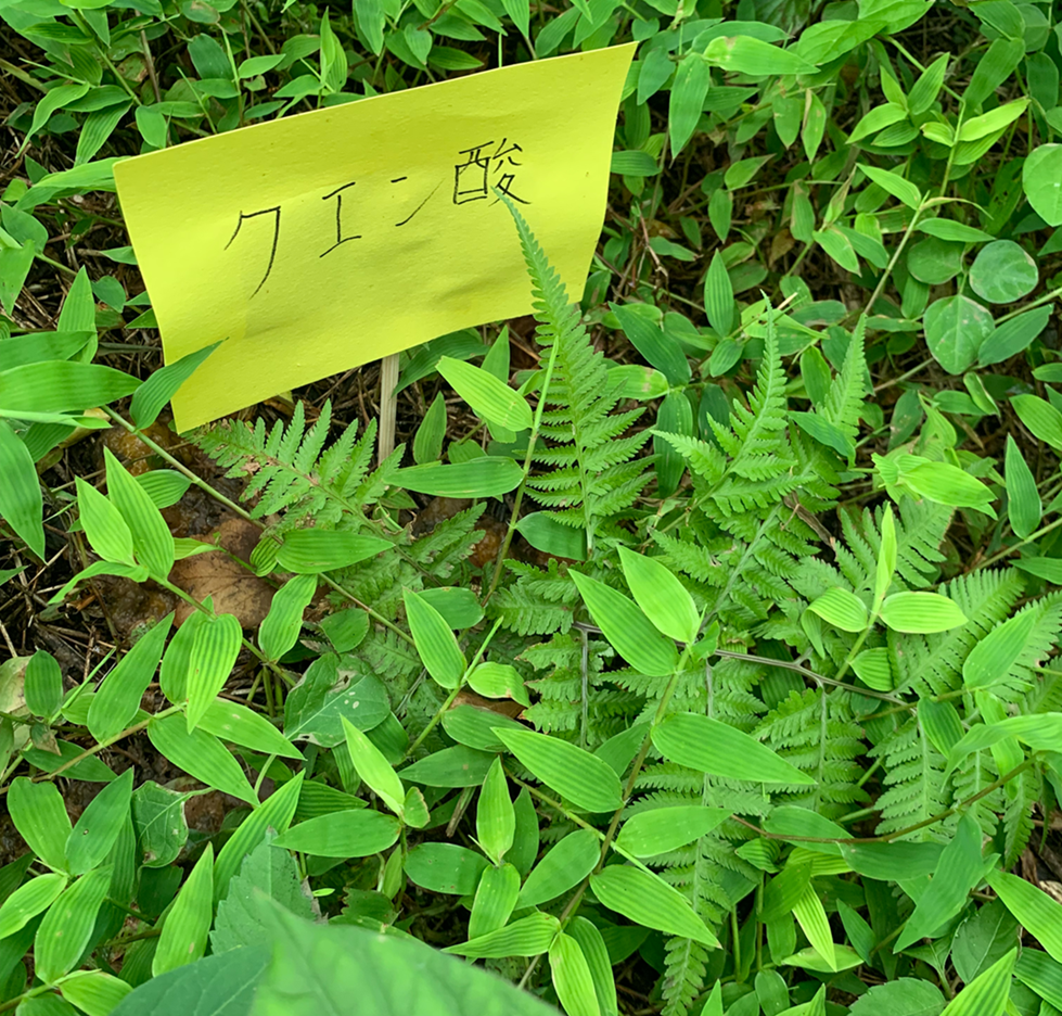 除草剤を自作して最強の効果を得るためのコツと注意点を解説お家の洗剤屋さん