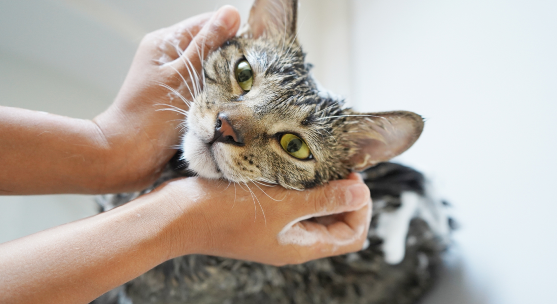 ノミかみ傷」の4194点のロイヤリティフリー画像、写真素材、絵Shutterstock