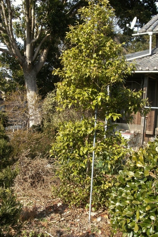 最近のレモンマートルと剪定のおさらい”ゆみぃ便りレモンマートルマン