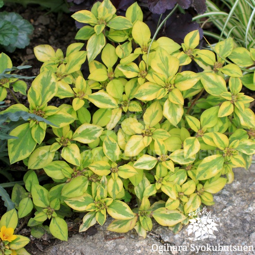 リシマキアの育て方 ほふく性タイプ 初心者にもわかりやすく解説ゆるっとガーデニング