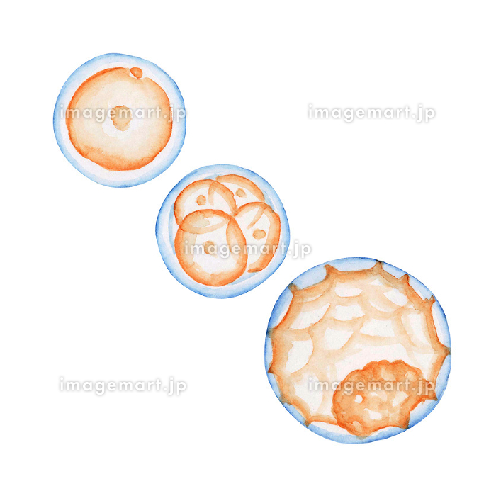 10ページ受精卵 画像 - Freepikで無料ダウンロード