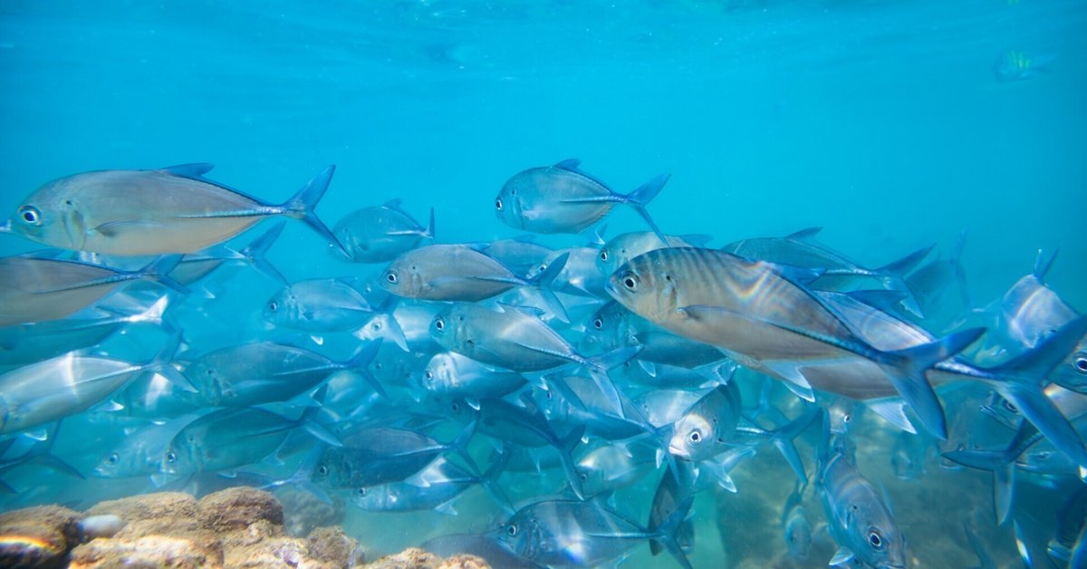 単体魚と魚群の映像魚探の仕組みFuruno Style：魚探を使った釣りの楽しみ方