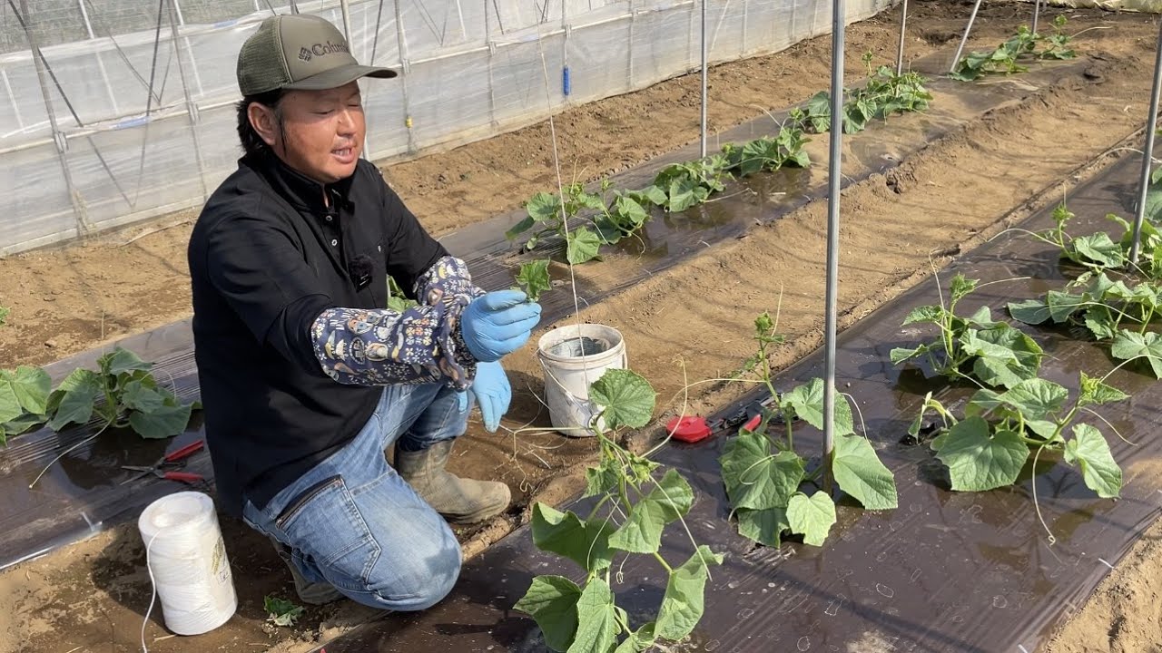 きゅうりの摘芯しないとどうなるの？実際に育ててみた結果まりもの暮らし