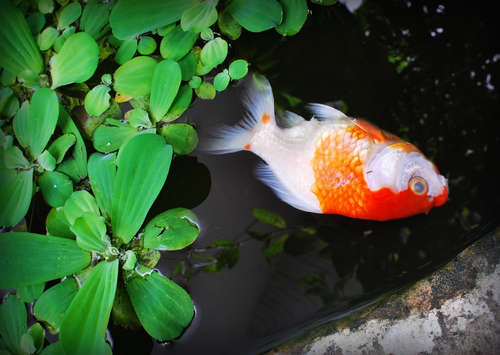 金魚の診察コネット動物病院のブログ