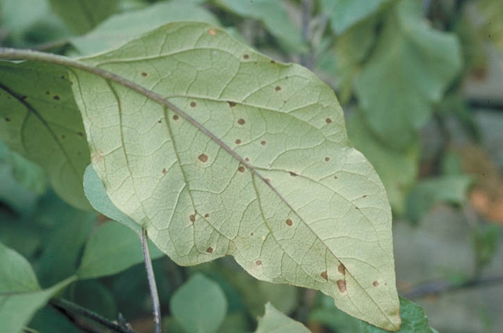 ナスが半身萎凋病にやられました花の散歩道