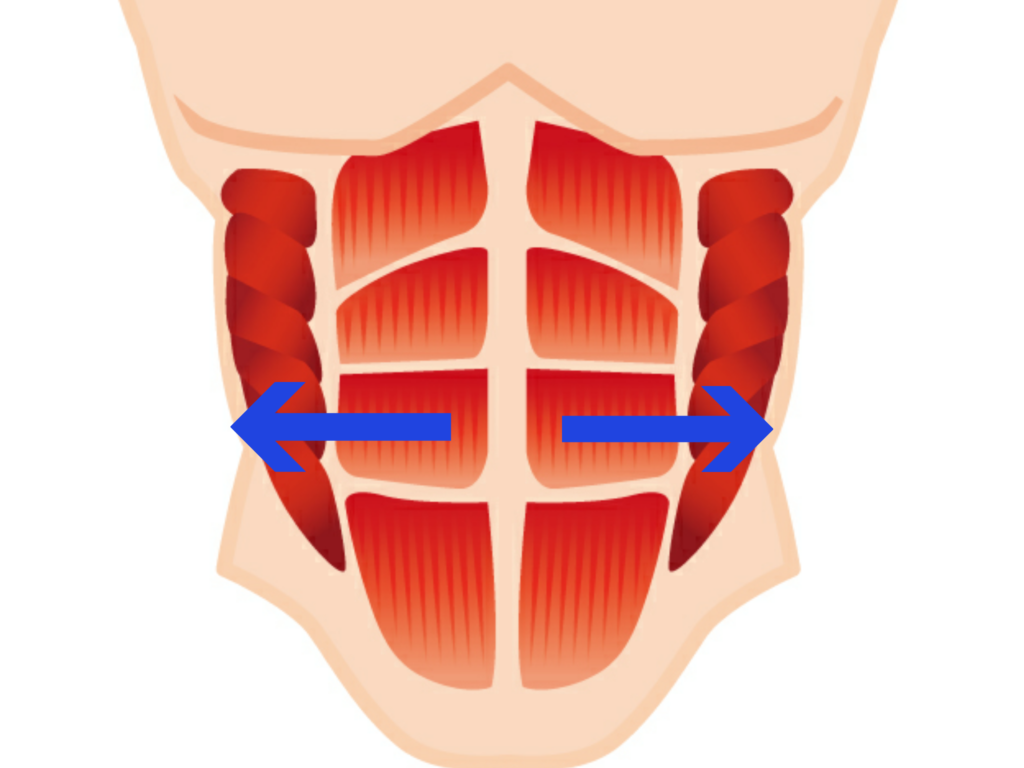 腹直筋とは？働きから正しい筋トレメニューまで徹底解説！ - Fitmo