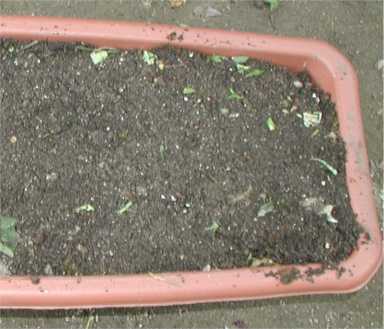 野菜くずから堆肥をつくろう！ - たべる・そだつ・いきるを応援！こどもみーる kodomo meal