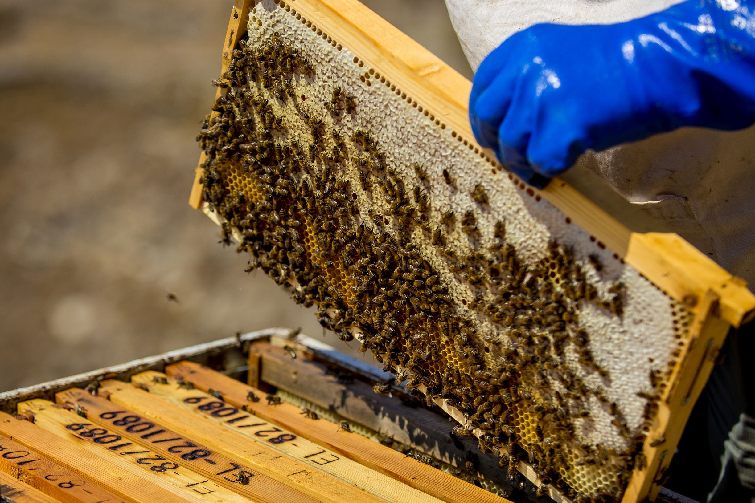 ニホンミツバチの女王蜂は天然なお方 2020 05 12孫のように可愛いニホンミツバチの巣箱を補修し、飼育を続けたい 佐々木 伸一 -クラウドファンディング READYFOR