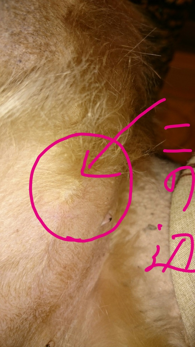 へその緒 写真素材1676406- フォトライブラリ