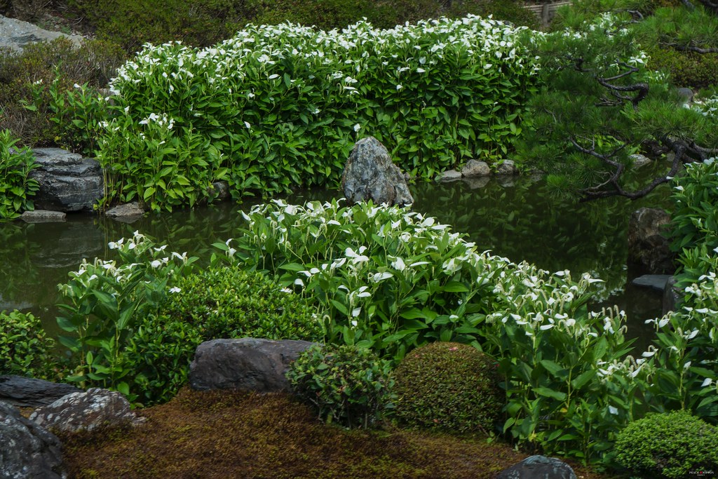 半夏生の庭特別公開のお知らせ京都建仁寺塔頭両足院座禅体験・庭園の特別拝観 特別公開 ・樹木葬