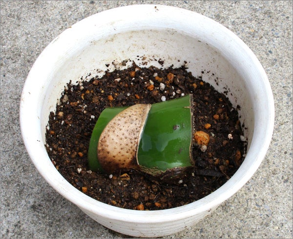 斑入りモンステラの茎伏せです順調に芽が出てきていたのに気根 園芸相談Q＆Aみんなの趣味の園芸