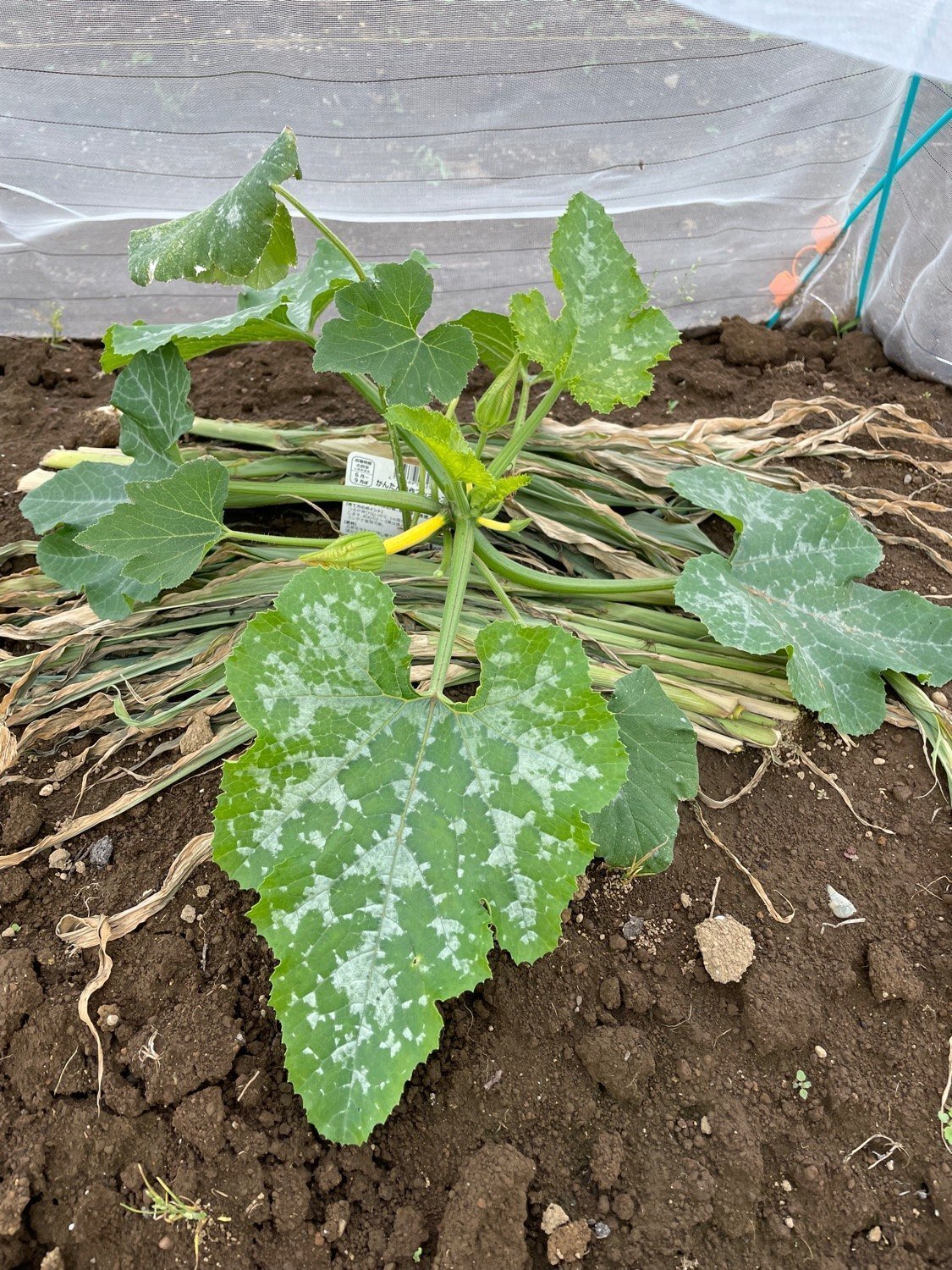 ニホンカボチャ 日本南瓜 のうどんこ病の治療方法は