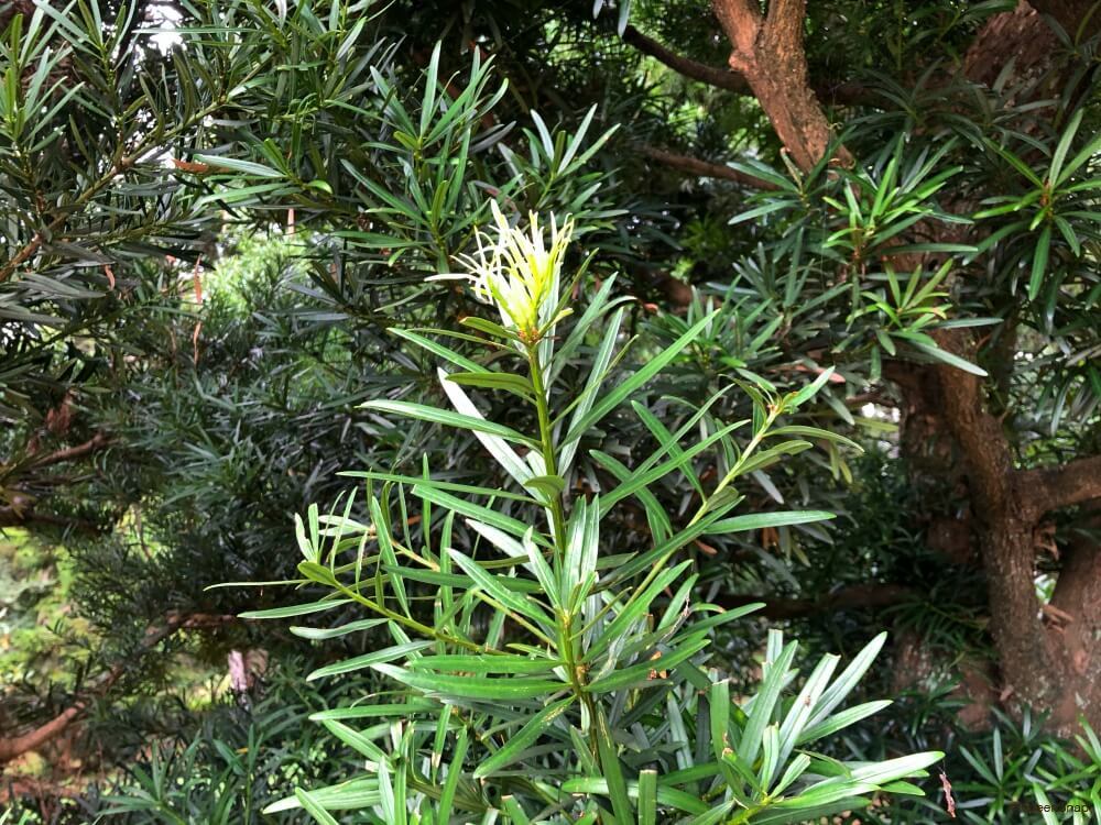 杉の木の枝で咲くセッコクの花。花言葉は「私を元気づける」「あなたを元気づける」「豊かな笑顔」です。登山者の疲れを一気に癒してくれる美しい花です。しろうと自然科学者の自然観察日記 - 楽天ブログ