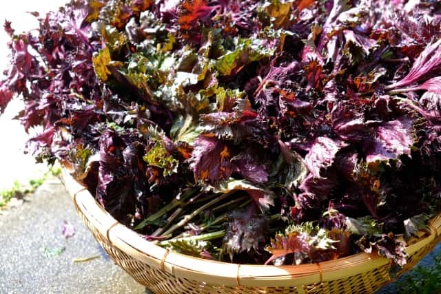 楽天市場 赤紫蘇 茶 効能の通販