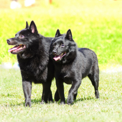 スキッパーキの特徴と性格は？正しい飼い方や平均寿命を解説 nademo ペットメディア nademoなでも