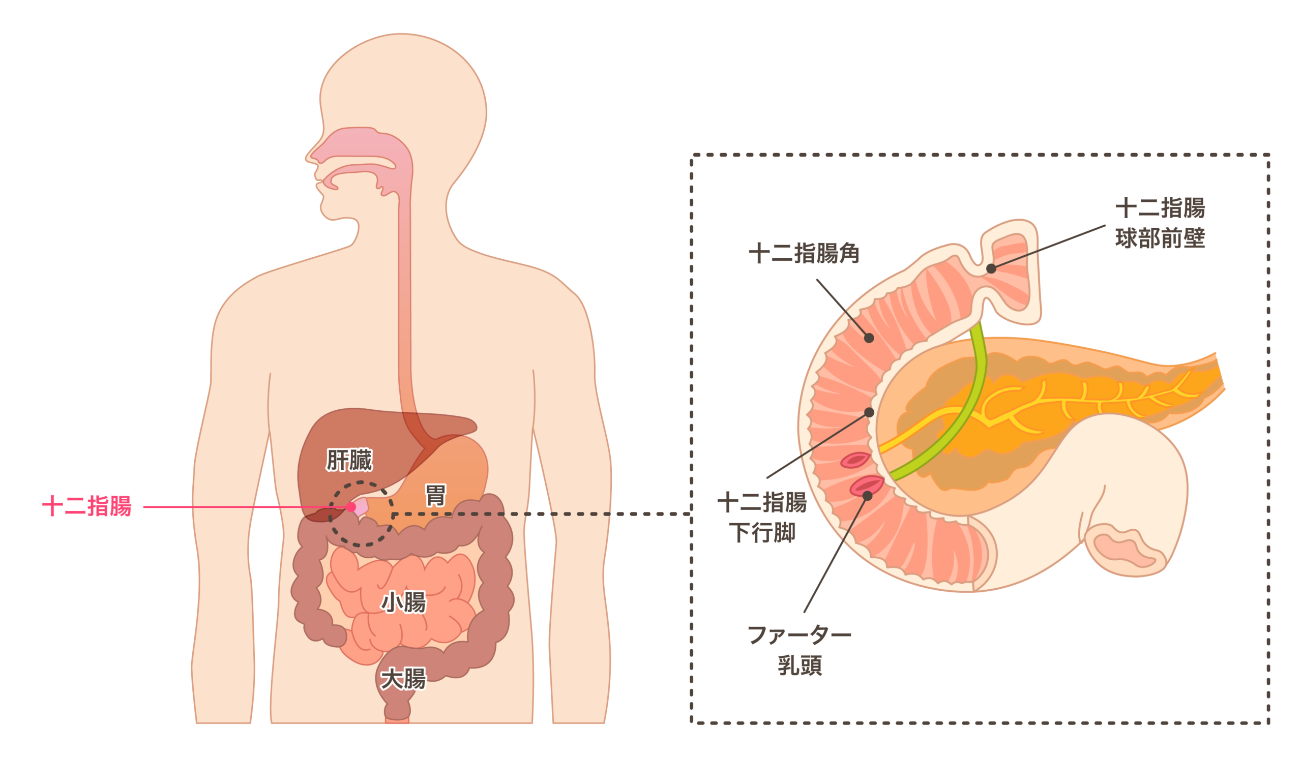 食道・胃・十二指腸の病気川口市のまの内科胃腸科クリニック東川口