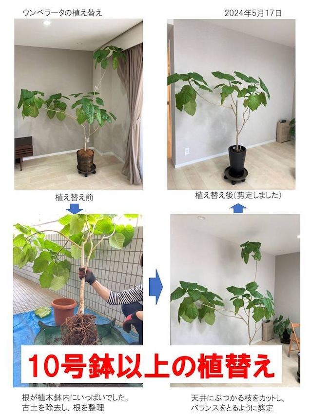 多肉植物・ミニ観葉植物の土』の使い方花ごころメディア花ごころ