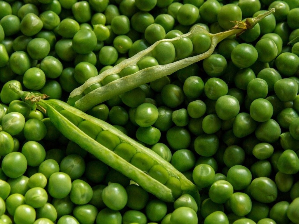 オクラのコンパニオンプランツ栽培日記オクラと相性の良い野菜一覧カジトラ