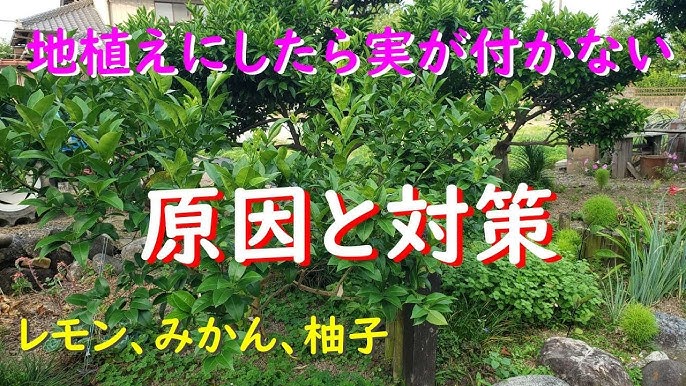 レモンの葉が黒い これって病気？🤔 すす病の対策法2025年2月上旬 @kittoyoigarden ◇2月上旬のレモンたち ◇あれ？TikTok