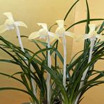 春蘭 シュンラン の花言葉とは？古くから親しまれる日本の野生ラン花と花言葉