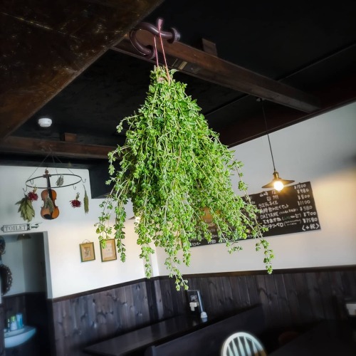 オレガノの使い方は？注意点や料理以外の活用方法もチェック – Onnela オンネラ 暮らしに『楽』を、家族にワクワクを