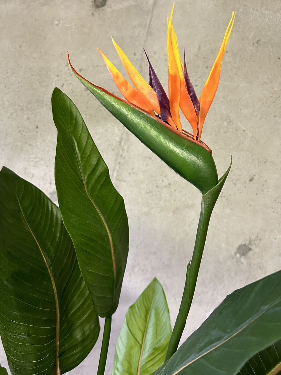 観葉植物 ストレッチア 引き取り希望 2m 観葉植物 ストレッチア 引き取り希望 2m