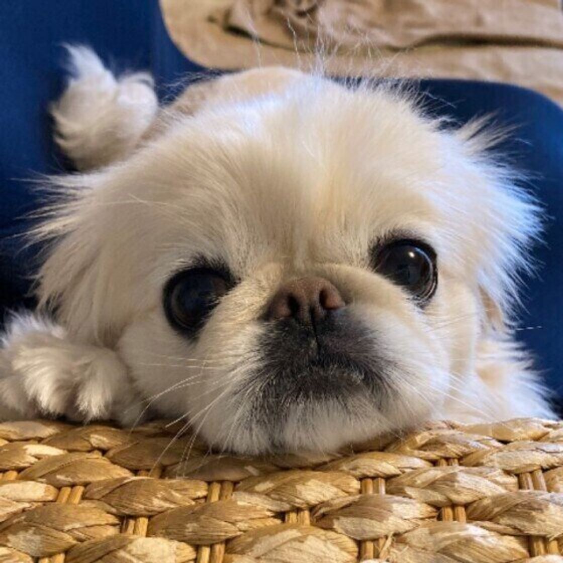 フルーリーbyカラーズ くりくりプードル 1箱10枚入り 1dayカラコン・コスメ専門通販ショップCherirCoco シェリーココ