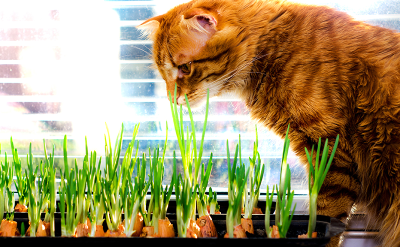 獣医師執筆 猫が玉ねぎを食べるのはNG！理由や食べた場合の症状、対処法を解説ペトコト PETOKOTO