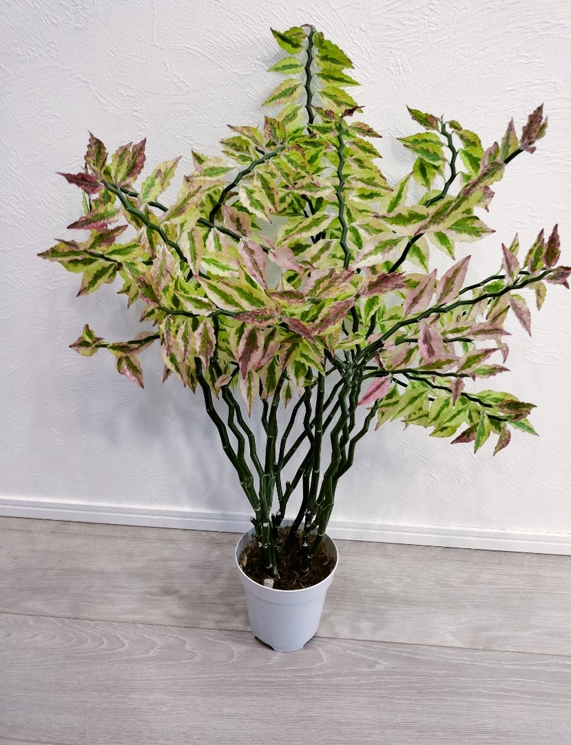 ペディランサスの育て方 花言葉植物の秘島