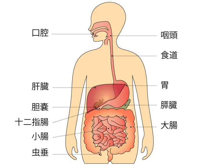 十二指腸・小腸 十二指腸に認める2つの穴消化器内視鏡 32巻10号医書.jp