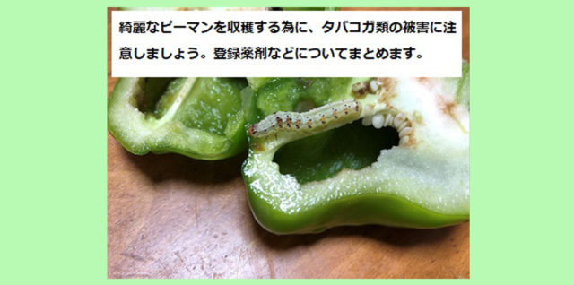 ピーマンに穴が・☆病気・害虫に注意！暇人主婦の家庭菜園 - 楽天ブログ