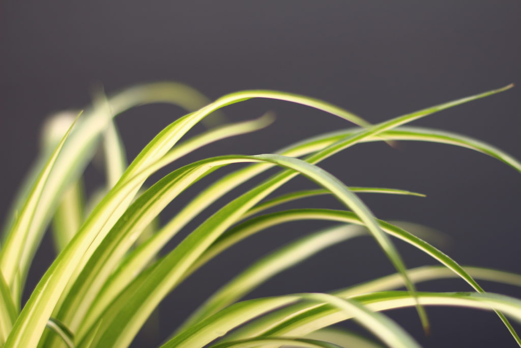 オリヅルランの育て方生命力が強く園芸ビギナーにおすすめの植物ELBAZ FARM