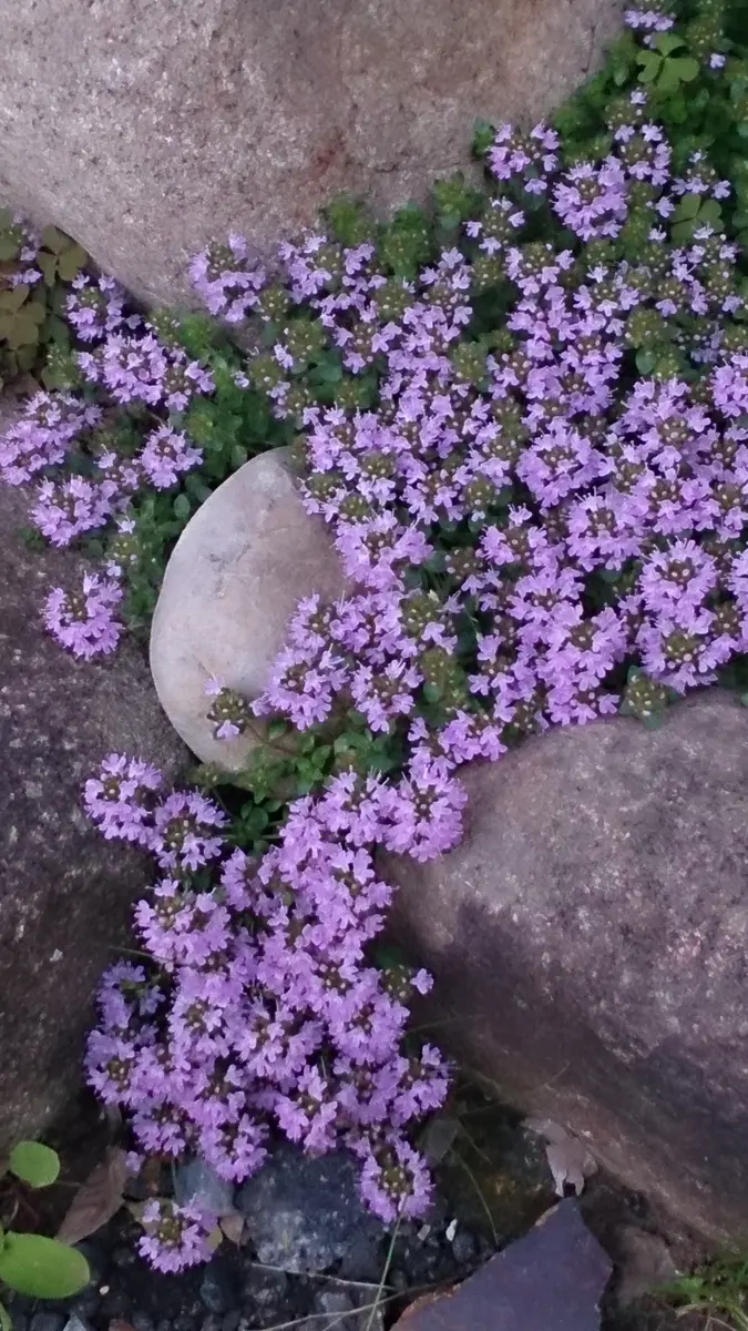 タイムの育て方・栽培方法LOVEGREEN ラブグリーン