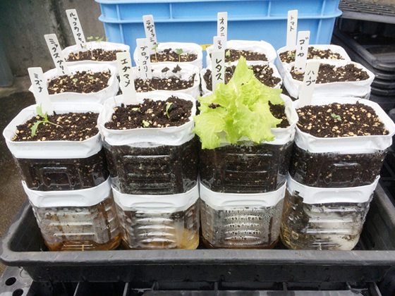 ペットボトルを鉢にする！ ペットボトルで作る簡単インテリアポットガーデニング・園芸All About