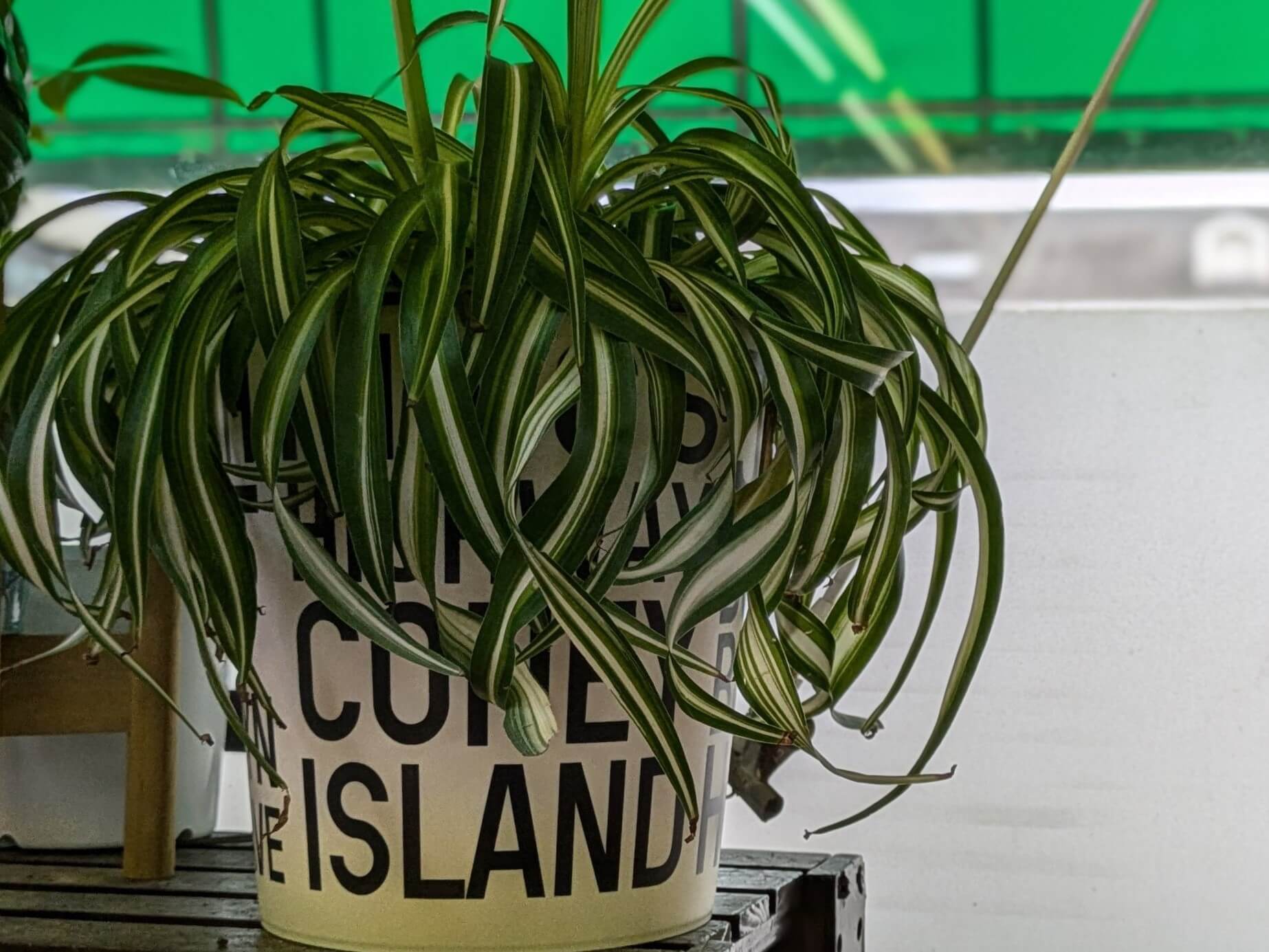 オリヅルランの増やし方と飾り方