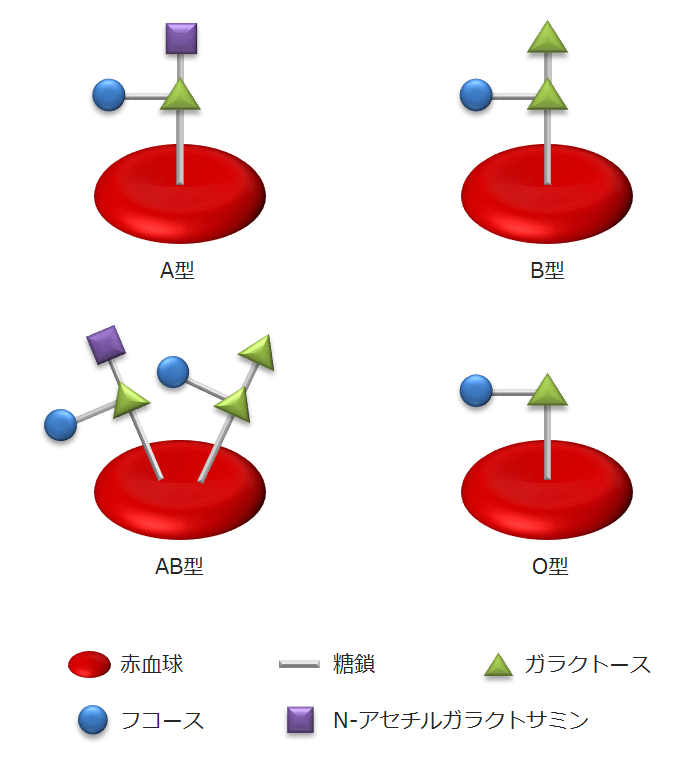 交差適合試験 クロスマッチ と血液型検査、同時に採血しない理由は？―輸血業務のQ＆A①エキスパートナースweb