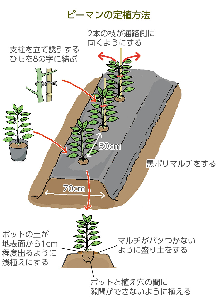 ピーマン栽培における簡単、丈夫な支柱の立て方農家web