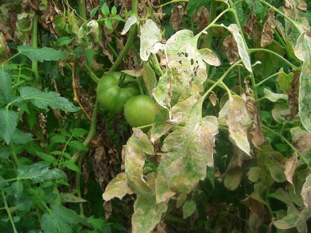 大玉トマト。うどんこ病は2種類。原因と対策