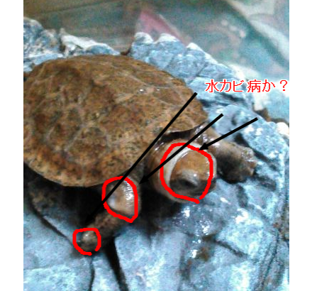 イシガメが肺炎と水カビ病になった時の治療内容と治療費のまとめささき家の休日