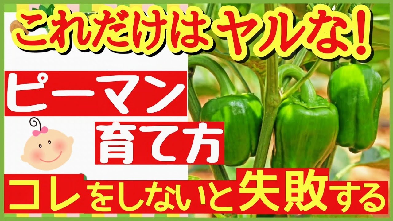 プランターでのピーマンの栽培方法：適切に育てて晩秋まで楽しもう！しま農研