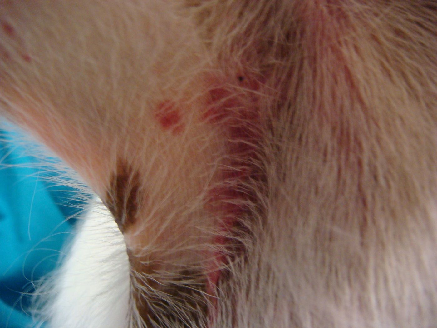 マイボーム腺腫の破裂 - オークどうぶつ病院 オークどうぶつ病院けやき 福岡市 犬・猫・エキゾチックの診察・治療 健康診断 ペットホテル 獣医師求人情報