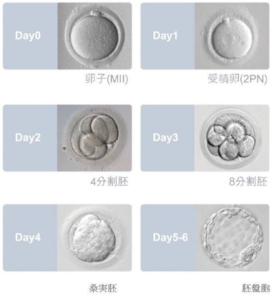 妊娠のメカニズム│不妊治療情報センタ