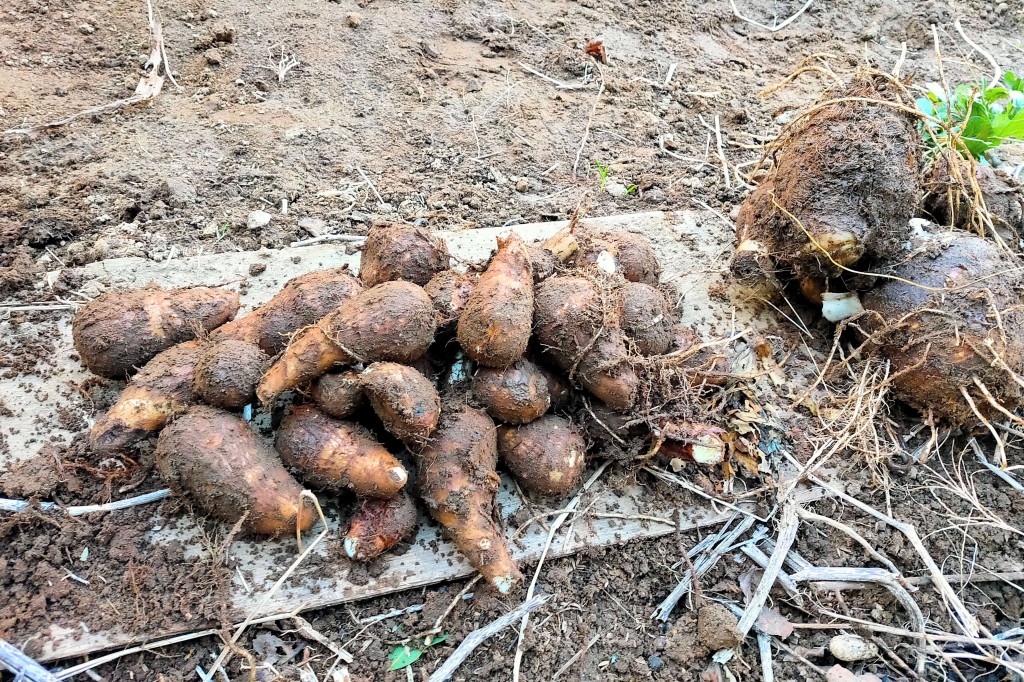 4000円で始める海外で話題の逆さ栽培に挑戦してみた - karaage.からあげ