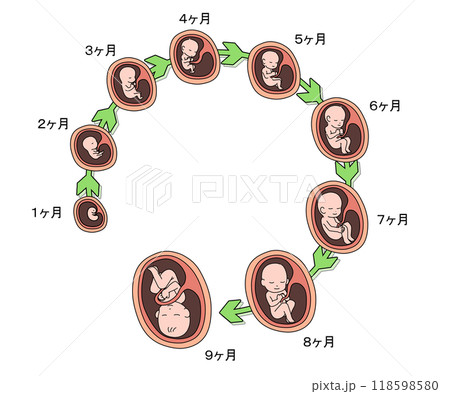 赤ちゃんが生まれるまでイラストの検索結果 - Yahoo!きっず検索