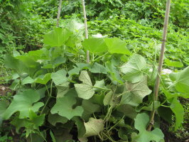 ハヤトウリの植え付け種まきの基本