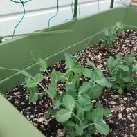 水に浸すだけ！豆苗の超簡単な再生栽培の方法 家庭菜園シェア畑再生栽培