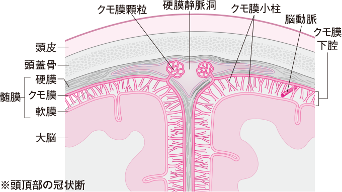 脳はどうやって守られているの？看護roo! カンゴルー