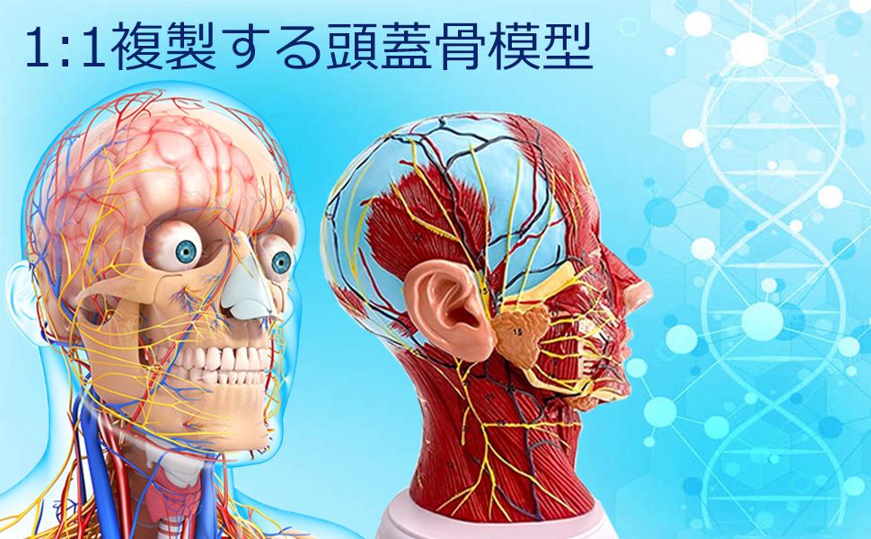 楽天市場 人体模型 頭の通販