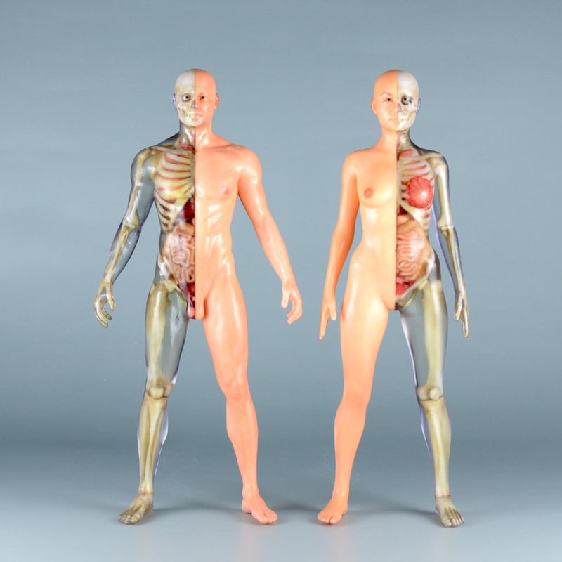 人体模型 ストラップII – ネイチャーテクニカラー公式