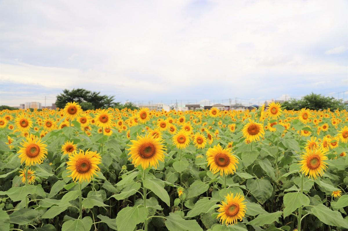 令和6年4月 春日部市 牛島古川公園桜並木